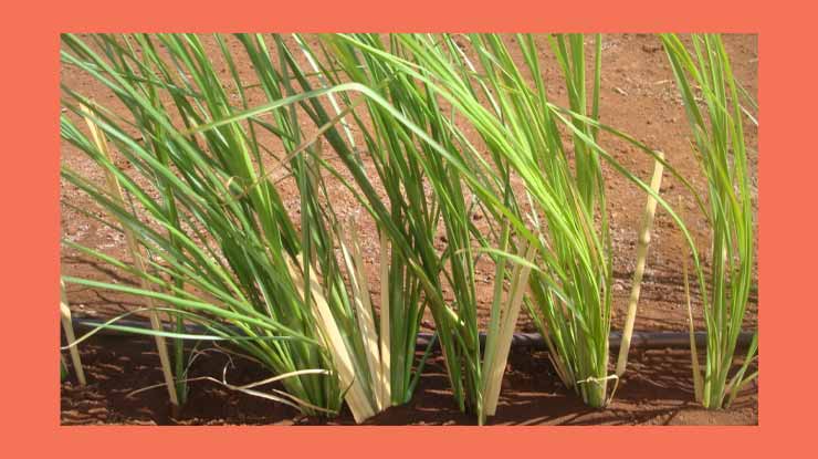 Menggunakan Rumput Vetiver