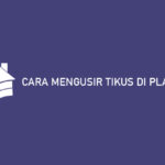 CARA MENGUSIR TIKUS DI PLAFON